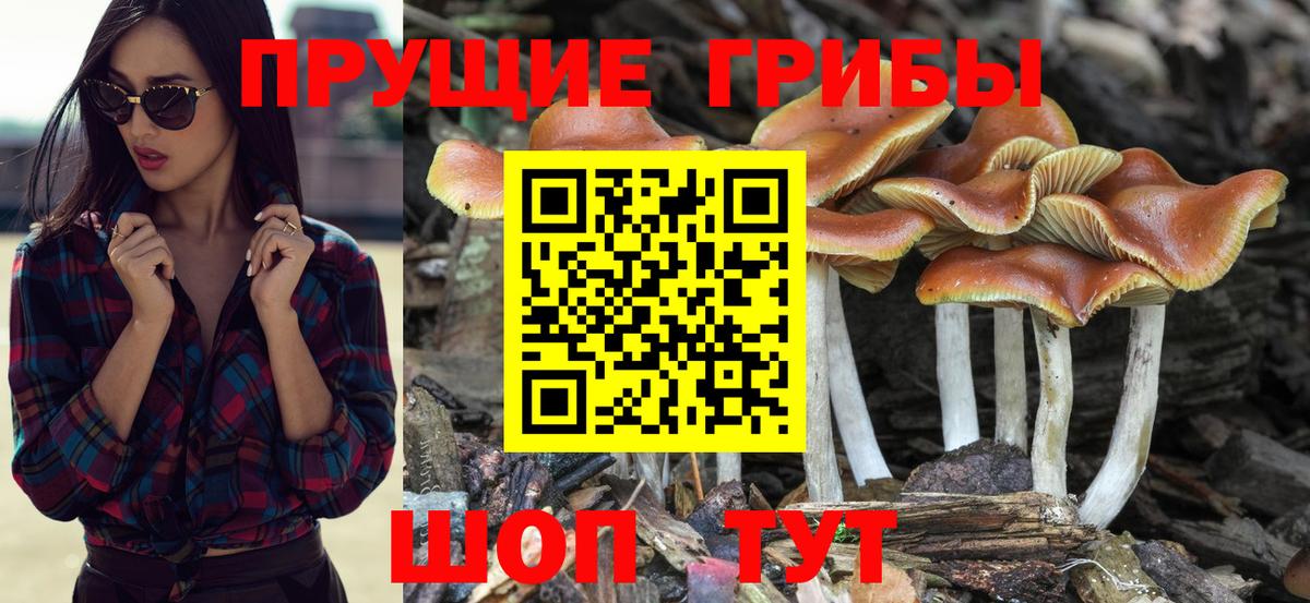 Пугачёв  Галлюциногенные грибы Psilocybine cubensis  Вход с VPN  Галлюциногенные грибы Cubensis 