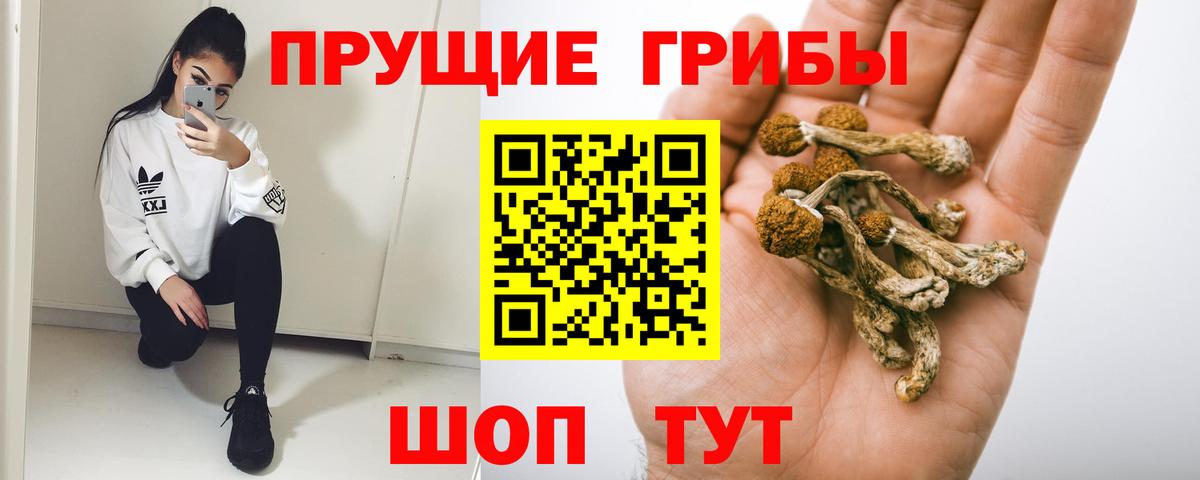 Галлюциногенные грибы Psilocybine cubensis Пугачёв